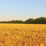 Let's Meet Matzah Bakers