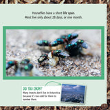 And the Winner Is...Who Is the Longest Living Insect on Earth?