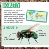 And the Winner Is...Who Is the Longest Living Insect on Earth?