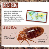 And the Winner Is...Who Is the Longest Living Insect on Earth?