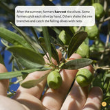 From Olives to Olive Oil