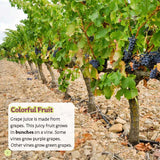 From Vine to Grape Juice