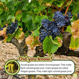 From Vine to Grape Juice