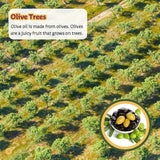 From Olives to Olive Oil