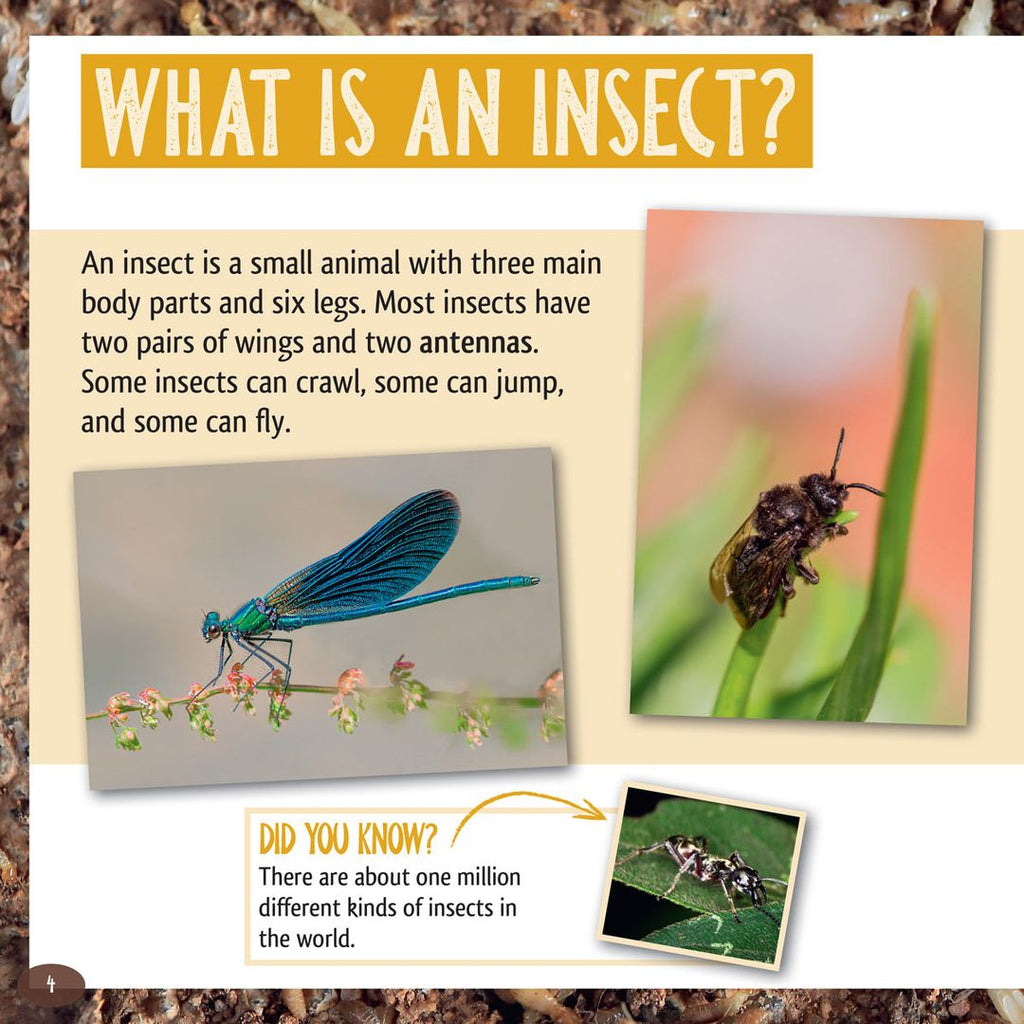 And the Winner Is...Who Is the Longest Living Insect on Earth?